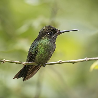 Talamanca hummingbird (Eugenes spectabilis) male, Mount Totumas cloud forest, Panama. (created and nominated by Charlesjsharp)