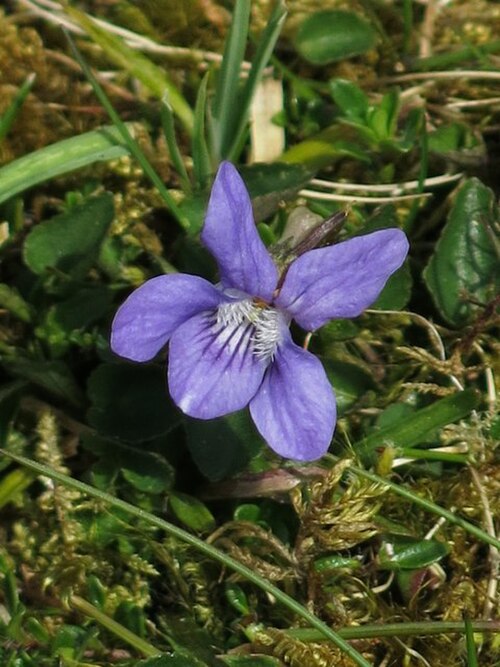 Teesdale violet