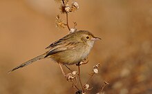 Graceful prinia, very common throughout except for the central desert. Terirepik.jpg