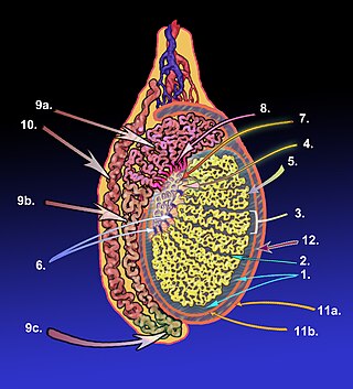 <span class="mw-page-title-main">Tunica albuginea of testis</span>