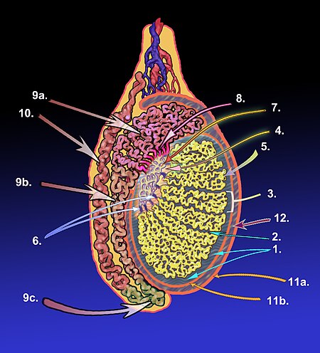 Testicle-Revised.jpg