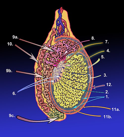 Яйца снизу. Rete Testis анатомия. Epididymis анатомия. Tunica albuginea яичка. Яички анатомия epididymis.