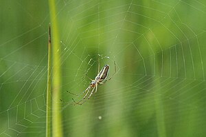 Tetragnatha Extensa