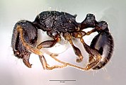 Tribus Tetramoriini: Nummimuurahainen, Tetramorium caespitum