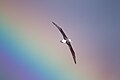 Shy Albatross (Thalassarche cauta) over a rainbow, East of the Tasman Peninsula, Tasmania, Australia