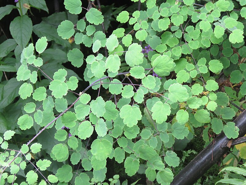 File:Thalictrum foliolosum - Leafy Meadow-Rue on way from Govindghat to Gangria at Valley of Flowers National Park - during LGFC - VOF 2019 (55).jpg