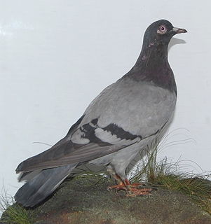 The King of Rome Racing pigeon