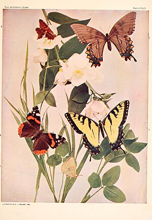 The butterfly book (Plate XLIII) BHL4428852.jpg