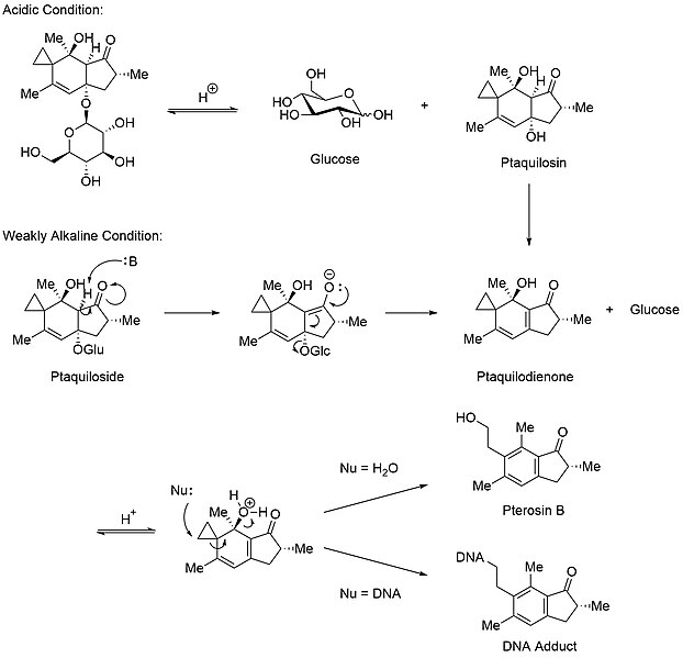 File:The mechanism of action of ptaquiloside.jpg