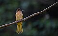 * Nomination The mountain bulbul in shivapuri nagarjun national park, it is a resident bird in Nepal. (Author: Prasan Shrestha)- Krish Dulal 16:47, 31 March 2024 (UTC) * Promotion  Support Good quality. Note: I replaced the red category by an existing category that does not result in overcategorization. --Robert Flogaus-Faust 14:05, 1 April 2024 (UTC)