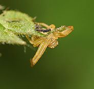 Araignée-crabe (thomise).