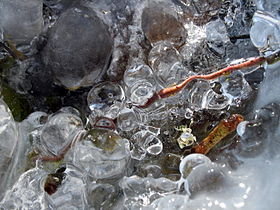 A thorn enclosed in ice 'bubbles'