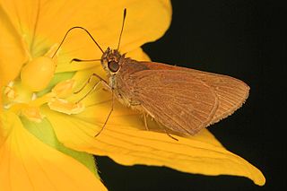<i>Cymaenes tripunctus</i> species of insect