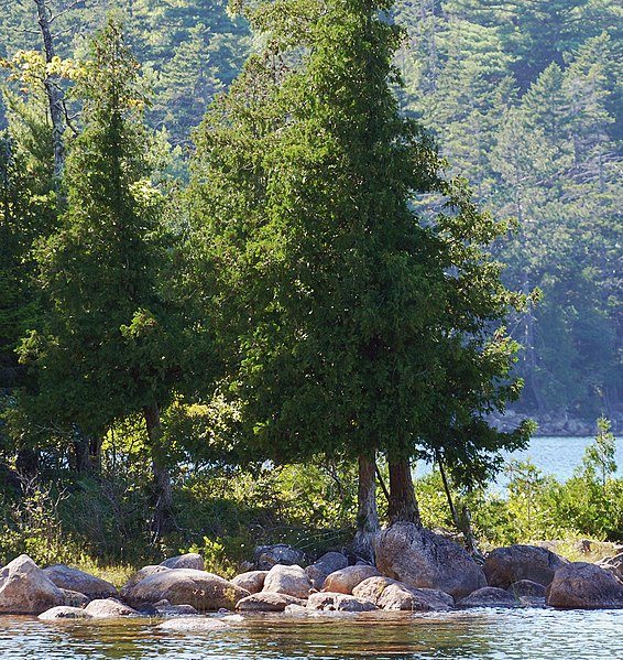 File:Thuja occidentalis Acadia 0463.jpg