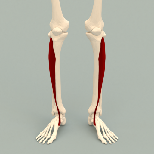 Tibialis anterior muscle can cause foot drop