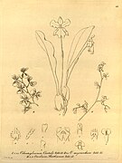Oncidium boothianum fig. III