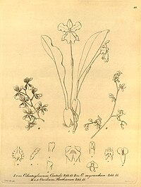 plate 68 Rossioglossum oerstedii (as syn. Odontoglossum oerstedii) II. Cyrtochilum ligulatum (as syn. Odontoglossum myrianthum) III. Oncidium boothianum