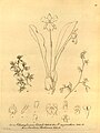 Rossioglossum oerstedii (as syn. Odontoglossum oerstedii) plate 68 fig. I in: H. G. Reichenbach: Xenia orchidacea - vol. 1 (1858)