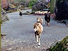 Day 78: Animal park, Goldau, Switzerland