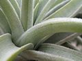 Tillandsia lotteae (TS) 2-03906.jpg