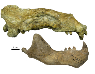 <i>Titanotaria</i> Genus of fossil mammals
