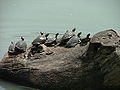 Ssp. variae, basking , Roma Italia