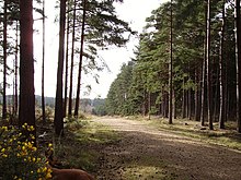 Svinli o'rmoni bo'ylab o'tish - geograph.org.uk - 714801.jpg