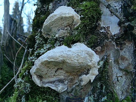 Tập_tin:Trametes_suaveolens_G3.2.jpg