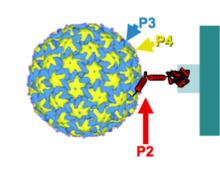 Transmissible complex of CaMV TransmissiblecomplexeCaMV.png