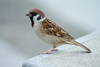 Eurasian tree sparrow passerine bird in the sparrow family