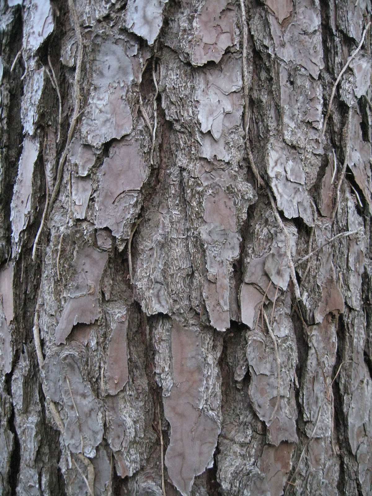 File:Pinus taeda loblolly pine bark.jpg - Wikimedia Commons