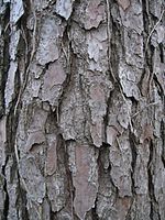 Bark on a mature tree