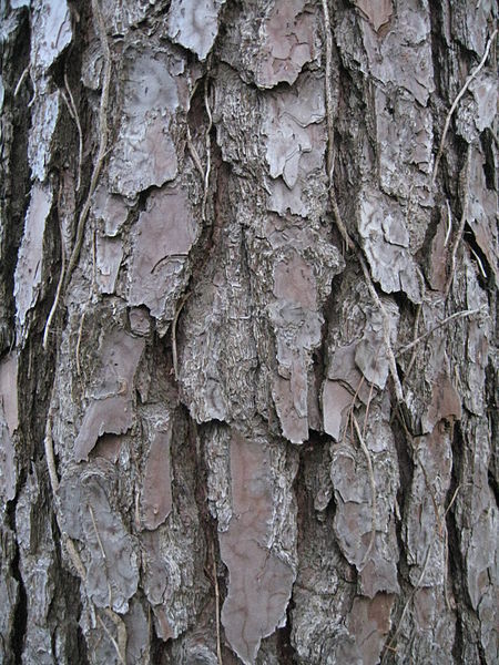 Pinus taeda bark