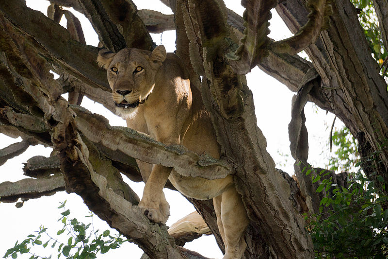 File:Tree climbing lion - Queen Elizabeth National Park, Uganda (4).jpg