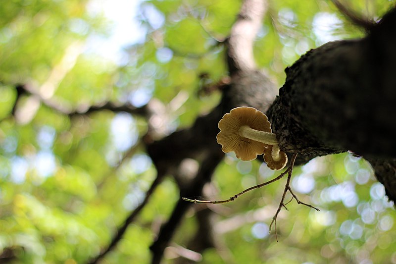 File:Tree mushrooms (15330865212).jpg