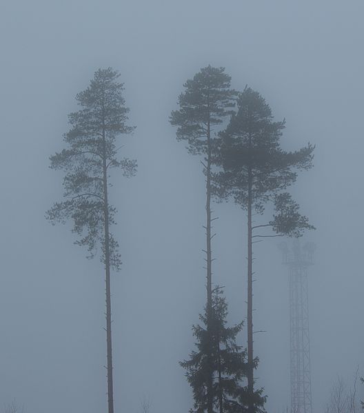 File:Trees in fog - Декабрьский туман - panoramio.jpg