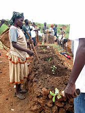 Trees planting during the World Environment Day 2012 in Konso – Ethiopia