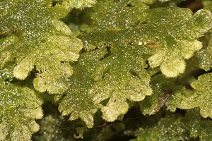 Trichocolea tomentella