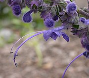 Trichostema lanatum