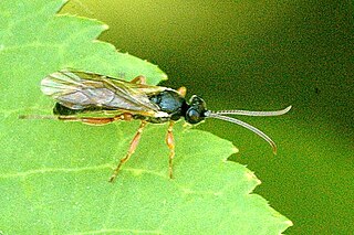 <i>Triclistus pallipes</i> species of insect