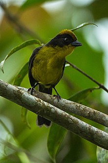 Tricolored Brush-Finch - Kolombiya S4E9856 (23096532120) .jpg