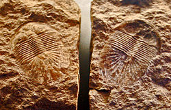 Trilobiti - Planiscutellum planum.JPG