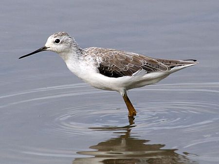 Marsh sandpiper Tringa stagnatilis.jpg