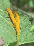 Thumbnail for Raveneliaceae