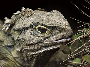 Tuatara