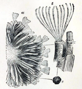 Tubulipora flabellaris