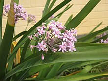 Tulbaghia simmleri.jpg