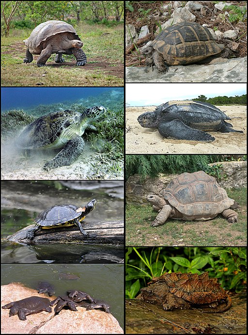 Turtles-Tortoises-Terrapins