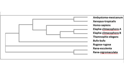 A representative phylogenetic tree cladogram of tyrosinase proteins. Tyrosinase sequences from ten vertebrates species( Genus: Ambystoma, Xenopus, Homo, Elaphe, Thamnophis, Bufo, Rugosa, and Rana) were analyzed. The multiple alignments are generated by the CLUSTAL W program( version 1.7)and the phylogenetic trees were constructed by the Neighbour-joining method without distance correction. So Ambystoma and Xenopus do not cluster with other amphibians. Branches and nodes are drawn according to identical patterns. Tyrosinase phylogeny.png