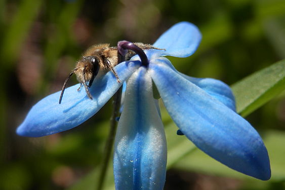 Unidentified Insect on Wood Squill (Scilla siberica)